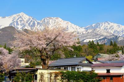 残雪の白馬三山を前に力強く立つ一本桜。快晴の青空が綺麗でした。