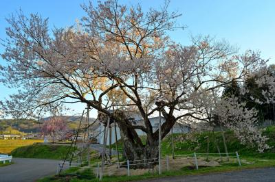 黒川桜林のエドヒガン| 