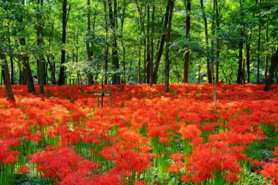 巾着田| 林の中に赤い絨毯が広がる不思議な場所。