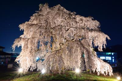 優美| 幻想的なライトアップで夜空に浮かぶシダレザクラ。風のない静かな夜でした。