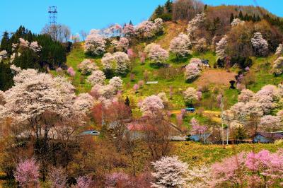 春の信州 小川村 中心部。