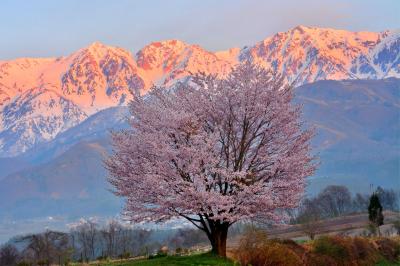 桜色に染まる白馬三山。右から白馬岳、杓子岳、白馬鑓ヶ岳。