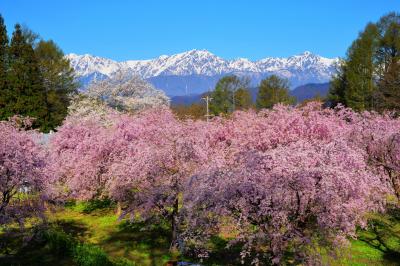 番所の桜山| 