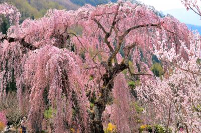弁天さんのしだれ桜| 別名「弁天さんの大桜」地域の皆さんにより大切に保護されています。