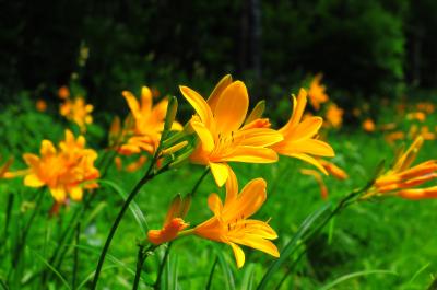 蓮池スキー場| 日差しを受け輝く夏の花。