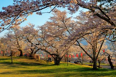 大町公園の桜| 