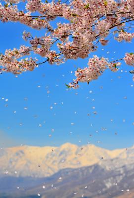 ふわふわと舞いおりる桜の花びら。快晴で空気が澄んだ日。残雪の北アルプスが輝いていました。