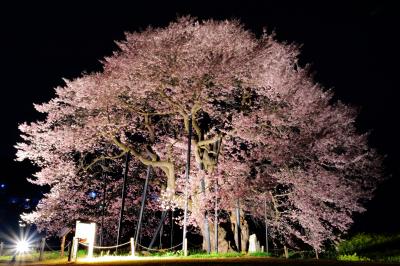 均整のとれた姿の美しい江戸彼岸桜。ライトアップにより陰影が強調され立体的に見えました。