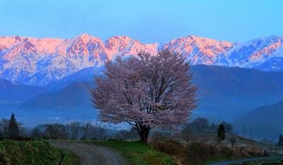 朝陽を受ける白馬三山。