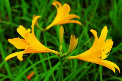 ニッコウキスゲの花とつぼみ