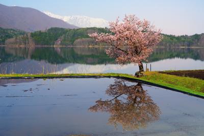 青木湖の桜| 