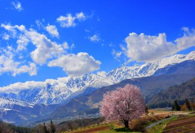 雄大な北アルプスを一望できる高台にある桜。青空が似合います。