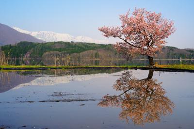 青木湖の桜| 