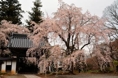 耕雲寺の桜| 