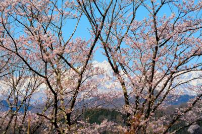 成就周辺には背の高い桜の木があります。