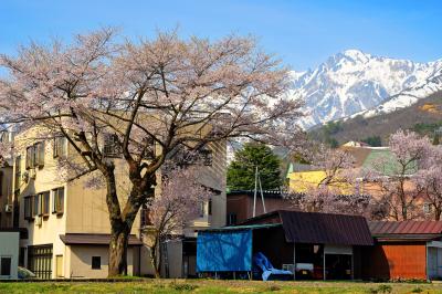 八方の湯付近の一本桜です。背後に白馬の山々や五竜岳などを写すことができます。
