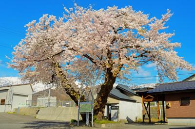 信濃森上駅の桜| 