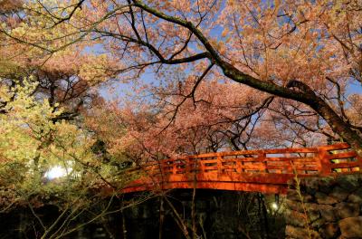 月明かりに照らされた高遠城址公園は幻想的な空間でした。