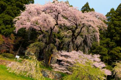 観音堂の夫婦桜| 背の高い枝垂桜が二本並び立つ。