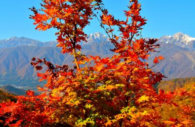 雪化粧した北アルプス「仁科三山」左から爺ヶ岳・鹿島槍ヶ岳・五竜岳。毎年、紅葉の時期に初冠雪します。