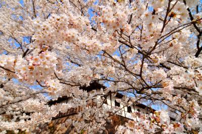 千本桜| 本堂を囲む白壁と立派な石垣、咲き誇る桜。和を感じる空間です。