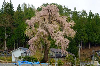 堀之内のしだれ桜| 