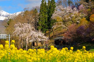 徹然桜| 