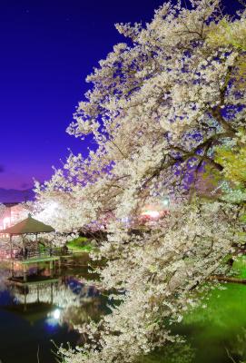 艶やかな夜桜と竜ヶ池の水鏡。風の弱い日は水面に桜が映り込みます。