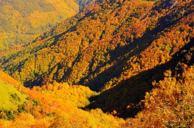 朝陽で輝く紅葉。谷を秋色に彩る樹木。