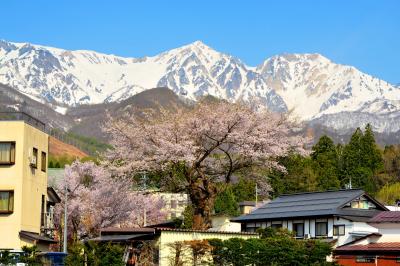 山にも負けない存在感のある桜でした。背後には残雪の白馬鑓と杓子岳がそびえています。