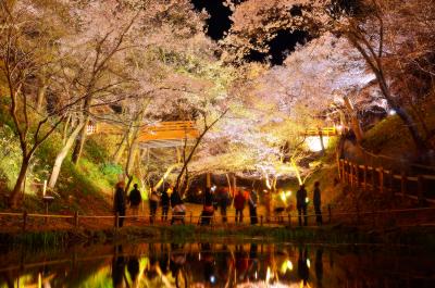 高遠城址公園 夜桜| 桜の森に包まれた幻想的な空間。