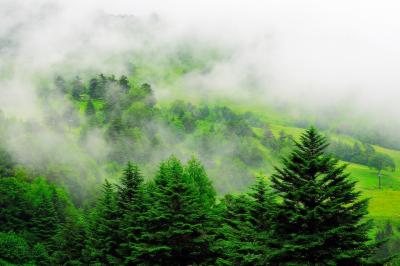 さわやかな霧が流れていました。山に囲まれた長野県 高原が雲に包まれているときはこんな光景に出会えます。