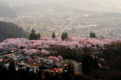 高台より望む高遠城址公園は桜の雲海に包まれていました。
