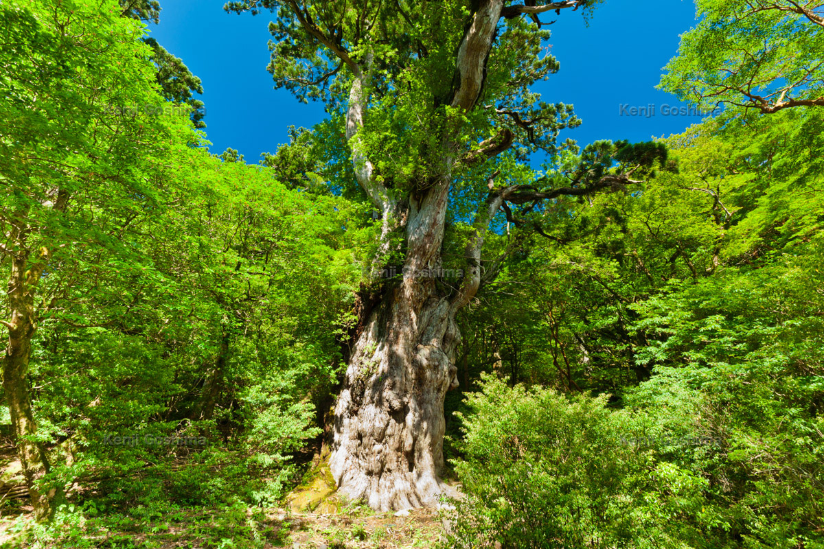 縄文杉 屋久杉の中でも最大級の古木で推定年齢は00年以上 ピクスポット 絶景 風景写真 撮影スポット 撮影ガイド カメラの使い方