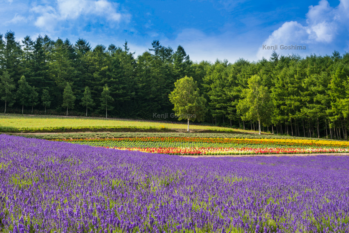 彩香の里 佐々木ファーム ラベンダー畑と十勝岳連峰の眺望が美しい ピクスポット 絶景 風景写真 撮影スポット 撮影ガイド カメラの使い方