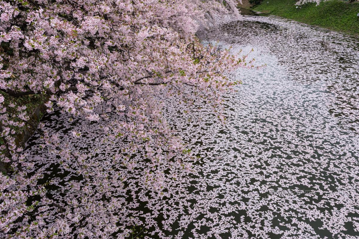 桜 写真集 ピクスポット 絶景 風景写真 撮影スポット 撮影ガイド カメラの使い方