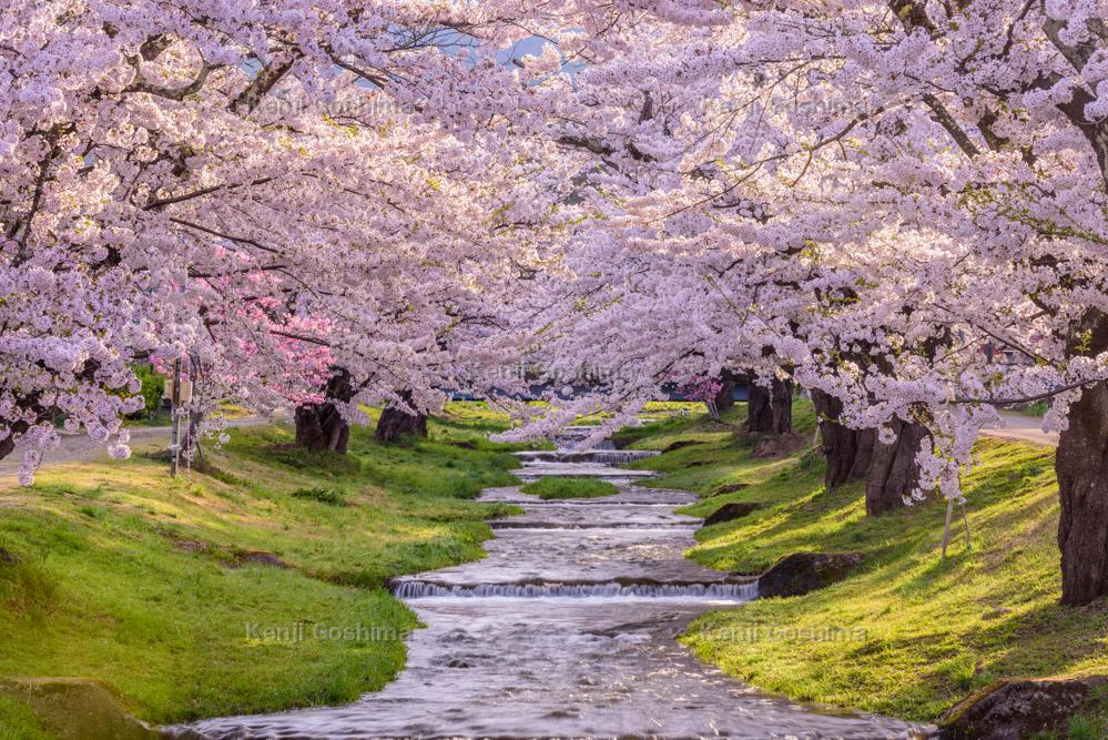 観音寺川の桜 小川を覆い尽くす0本のソメイヨシノ 懐かしさ漂う桜並木風景 ピクスポット 絶景 風景写真 撮影スポット 撮影ガイド カメラの使い方