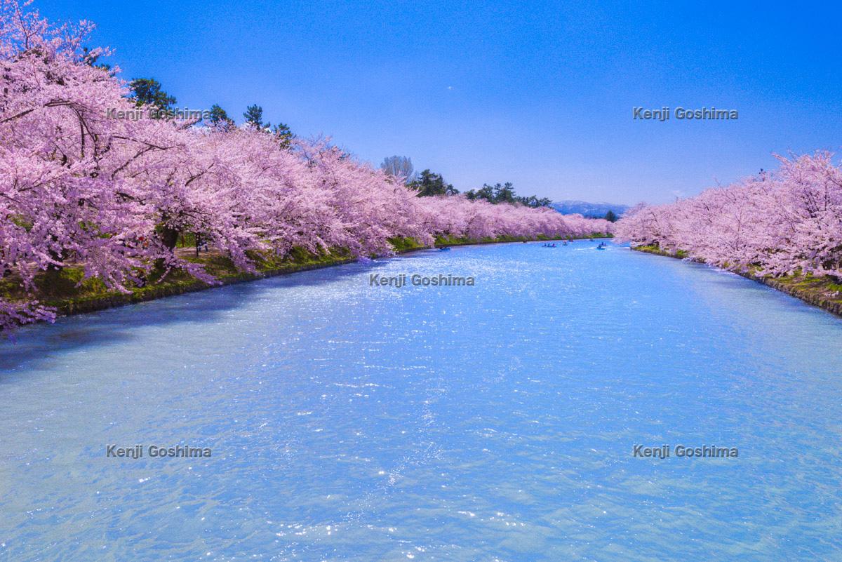 弘前公園の桜 日本の桜名所100選で堀を埋め尽くす花筏が見事 ピクスポット 絶景 風景写真 撮影スポット 撮影ガイド カメラの使い方