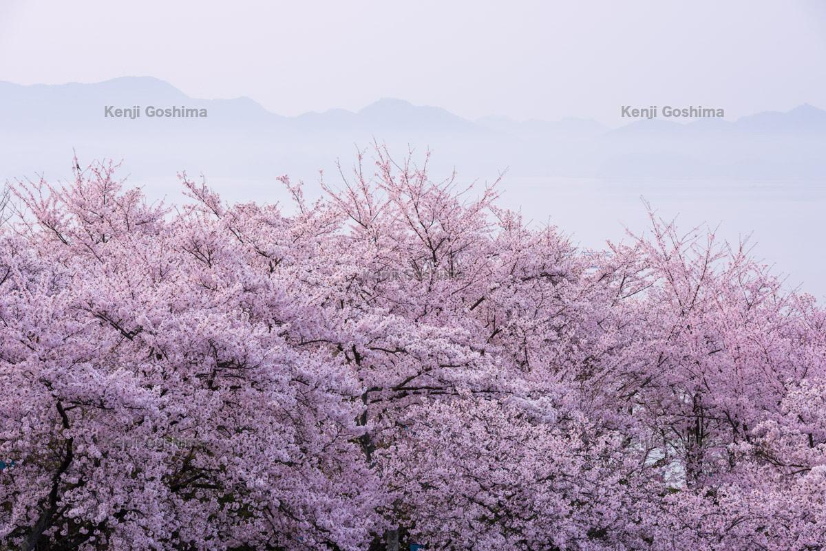 正福寺山公園 1 500本の桜と瀬戸内海のパノラマが広がる風光明媚な公園 ピクスポット 絶景 風景写真 撮影スポット 撮影ガイド カメラの使い方