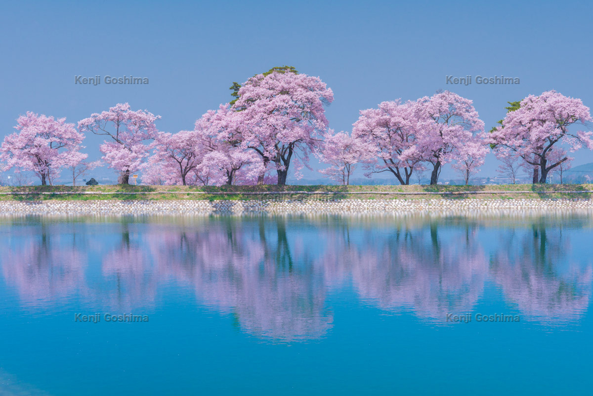 六道 堤 の 桜