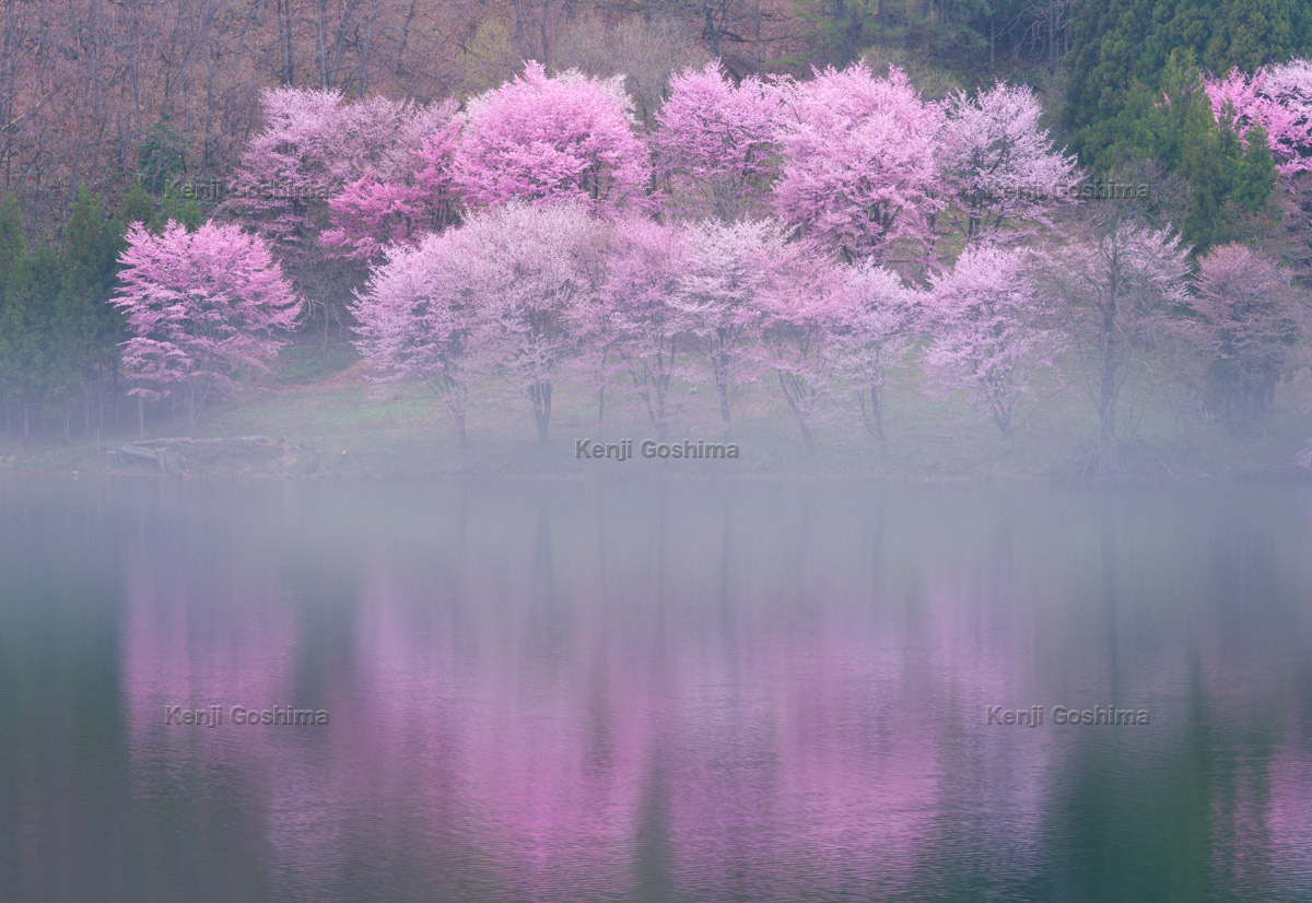 中綱湖 幻想的な桜風景 オオヤマザクラのシンメトリー ピクスポット 絶景 風景写真 撮影スポット 撮影ガイド カメラの使い方