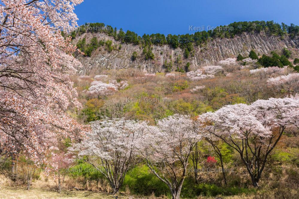 桜 写真集 ピクスポット 絶景 風景写真 撮影スポット 撮影ガイド カメラの使い方