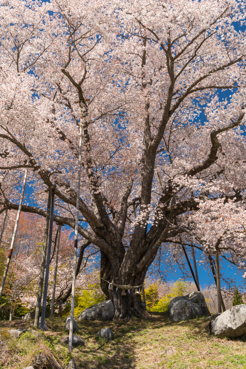 桜 写真集 ピクスポット 絶景 風景写真 撮影スポット 撮影ガイド カメラの使い方