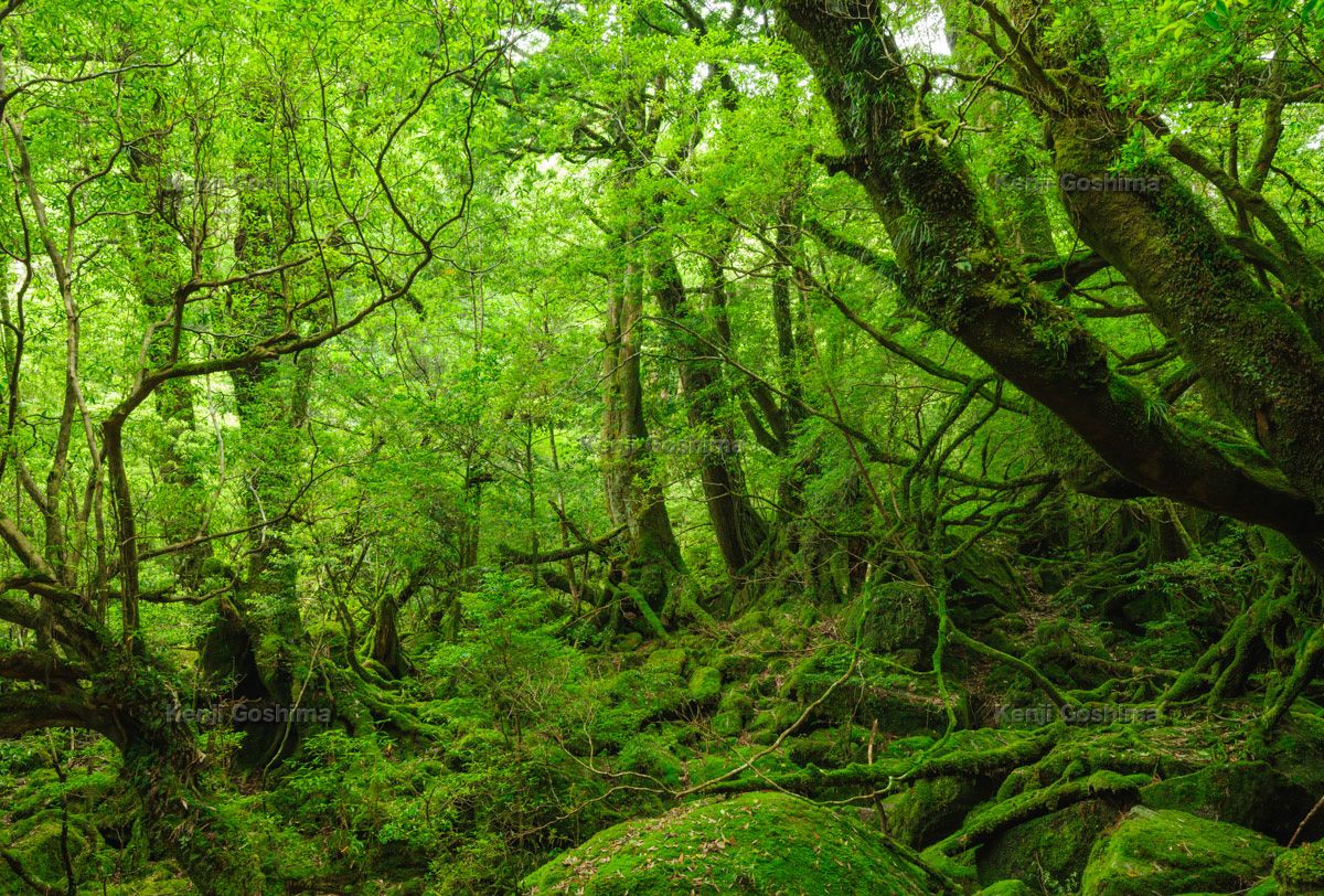 白谷雲水峡 屋久島を代表するトレッキングコースで苔むす森が美しい ピクスポット 絶景 風景写真 撮影スポット 撮影ガイド カメラの使い方