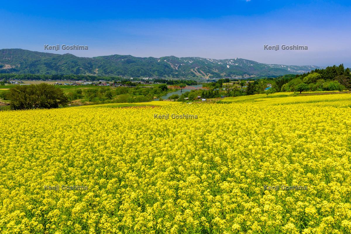 飯山市 菜の花公園 ピクスポット 絶景 風景写真 撮影スポット 撮影ガイド カメラの使い方