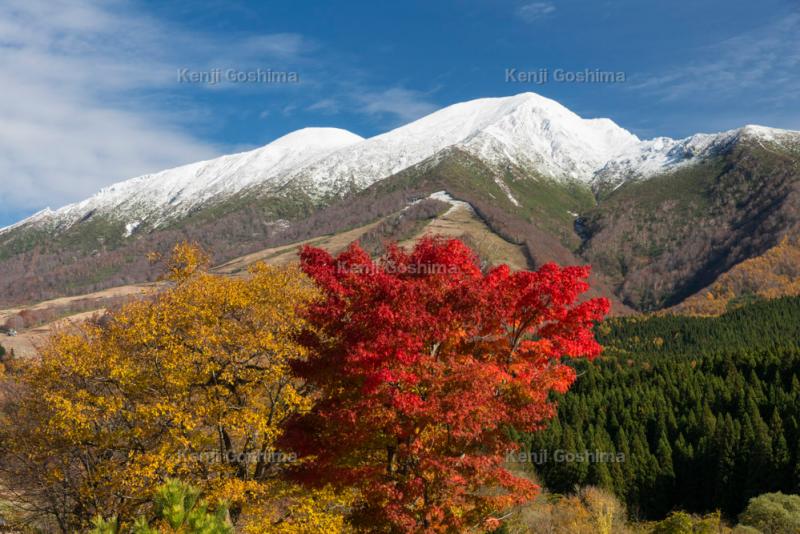 秋田駒ケ岳 紅葉と冠雪| 