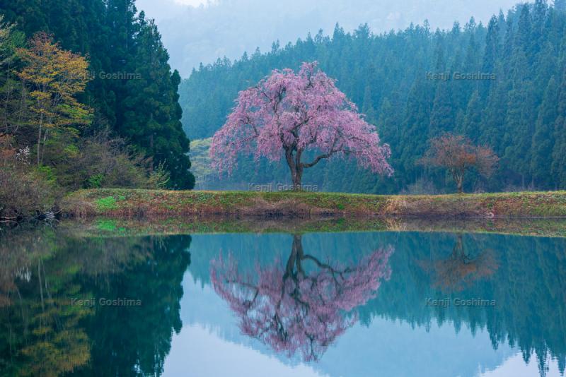 田屋の一本桜| 