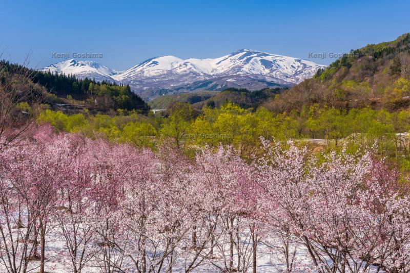 大井沢の桜| 