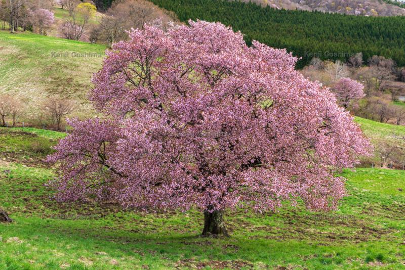 西蔵王放牧場の桜 | 