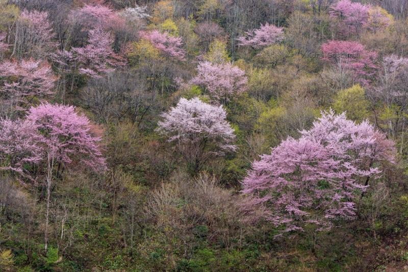 戸赤の山桜| 